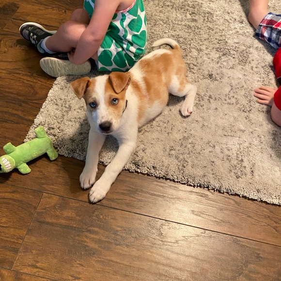 Meet your Posher, Tammy - Picture 3 of 13